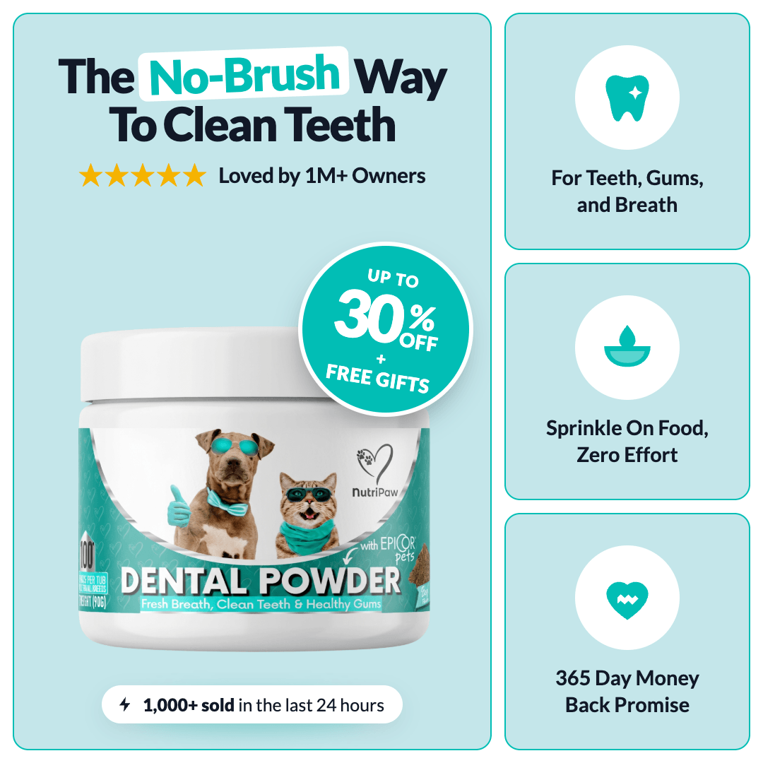 Polvere Dentale